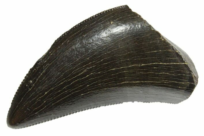 Serrated, Tyrannosaur (Nanotyrannus) Tooth - Montana #350415